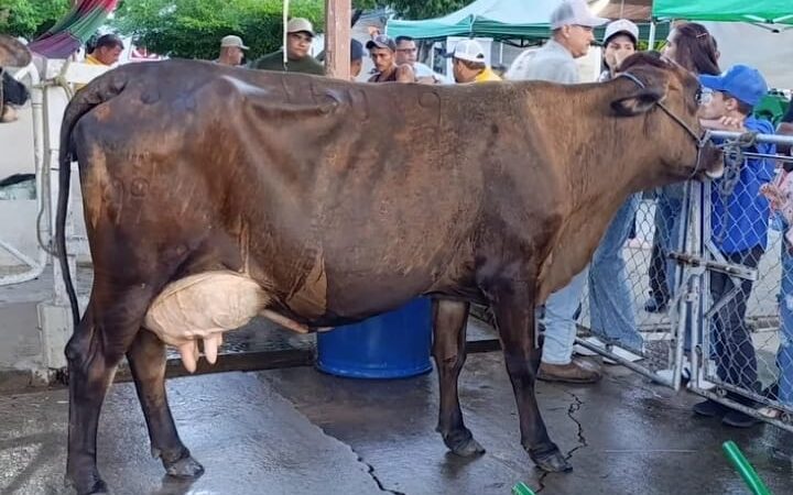 La XLVII feria Expocomercial y Ganadera de La Villa del Rosario dejó cuatro récords en producción de leche